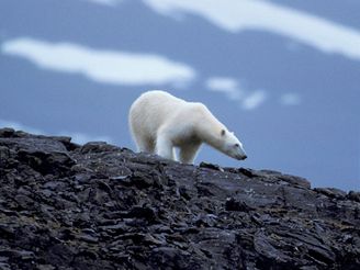 V ohroení jsou medvdi zejména na Aljace a v Rusku