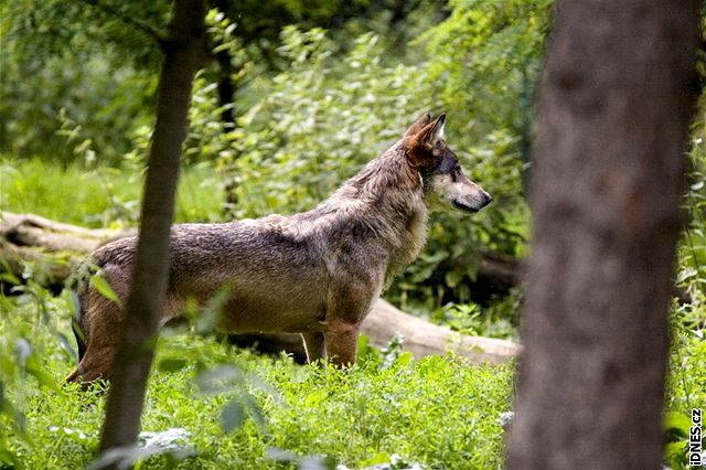 Vlk karpatský v Bukovských vrích