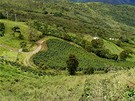 Venezuela, kávová plantá