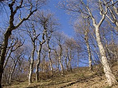 Slovensko, Bukovsk vrchy