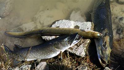 Rybái vytáhli ze zneitné Ddiny také mrtvé úhoe a tiky