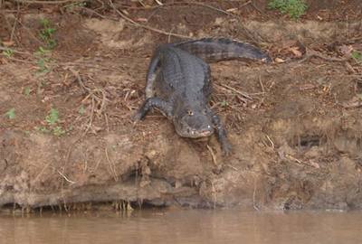 Pantanal