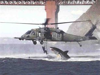 Žralok vrtulník hoax