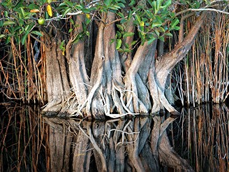 Nrodn park Everglades, Florida