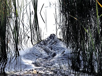 Nrodn park Everglades, Florida