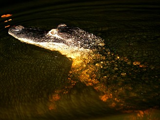 Nrodn park Everglades, Florida