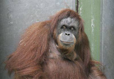 Orangutaní samice Wilhelma