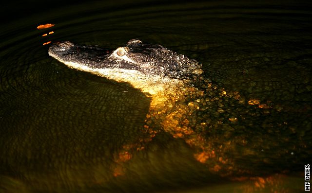 Národní park Everglades, Florida