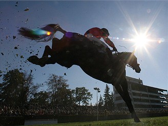 Velk pardubick