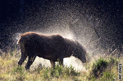 Mue pravdpodobn napadl jelen. Zranním pak dchodce podlehl. Ilustraní foto.