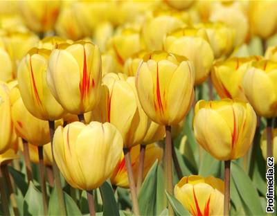 Mezi cibulovinami zaujímají tulipány prvenství