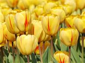 Mezi cibulovinami zaujímají tulipány prvenství