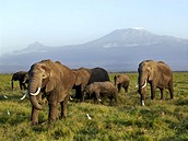 Kea, sloni ped Kilimanjarem