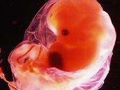 K tomu, aby se z oplodnného vajíka stalo embryo, je ale zapotebí dlohy eny.