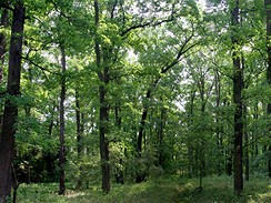 Klánovický les, okolí 8.jamky, léto 2007