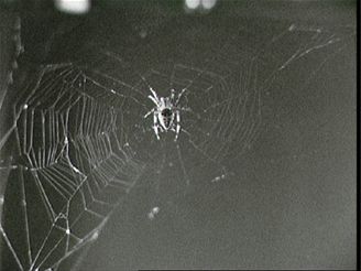 Pavouk Arabella usnoval během experimentu na Skylabu tuto síť