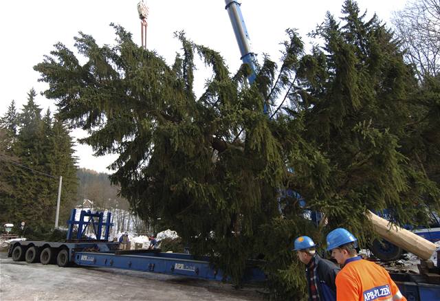 Vánoní strom míí na praské Staromstské námstí z Dolního Dvora na Trutnovsku