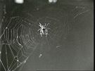 Pavouk Arabella usnoval bhem experimentu na Skylabu tuto sí.