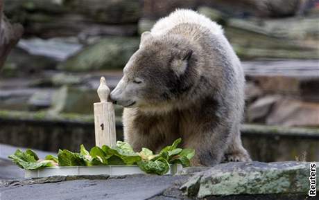 Medvd Knut o 1. narozeninch