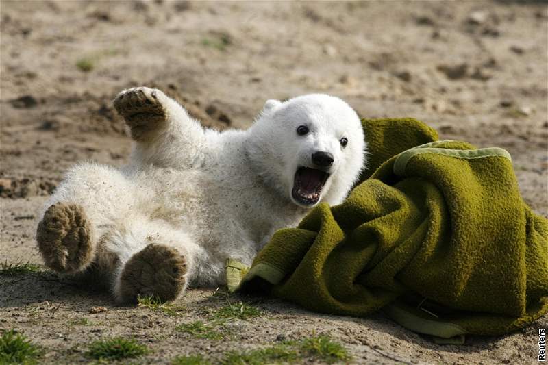 Lední medvd Knut loni v beznu.