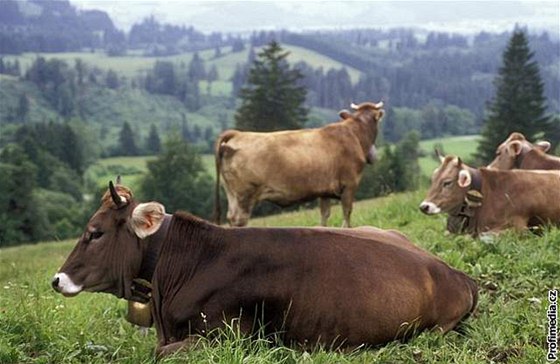 Kráva je v Indii posvátné zvíe. Ilustraní foto.