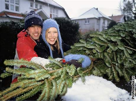 Jedle pochází převážně ze severu, vánoční smrčky bývají naopak české.