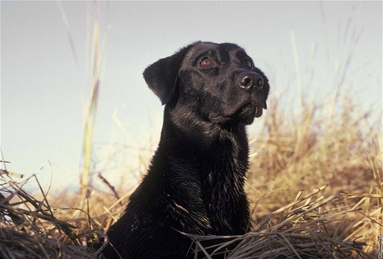 Labrador nosil v bie chrastivé míky nkolik msíc. Ilustraní snímek