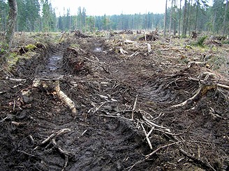 umava, mezi Horskou Kvildou a Filipovou Hut