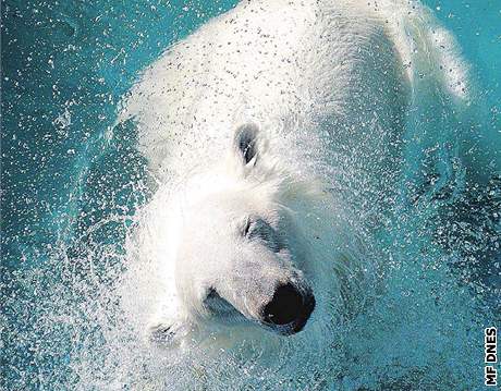 MEX: Zoo chce lední medvíd