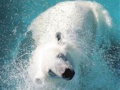 MEX: Zoo chce lední medvíd