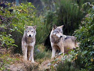 Francie, vlčí park Les Loups du Gévaudan 