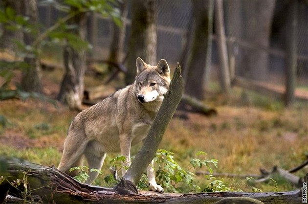 Francie, vlí park Les Loups du Gévaudan 