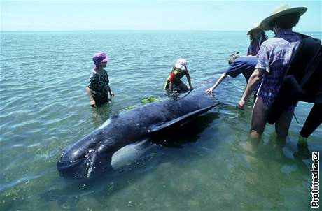 Velryba kulohlavec černý na mělčině u Nového Zélandu. Archivní snímek
