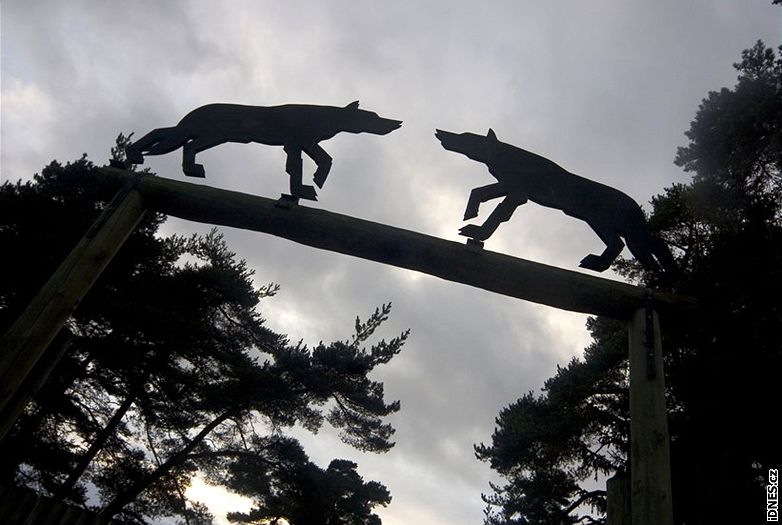 Vlí park Les Loups du Gévaudan ve Francii. Na snímku vlk kanadský