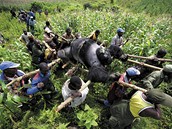 World Press Photo - odklzen mrtvch goril, Kongo
