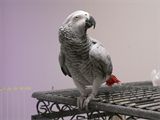 Papouek ed
