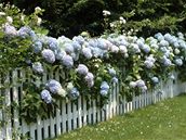 Krásn� a romanticky p�sobí bíle nat�ený la�kový plot s kvetoucí záplavou.