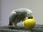 Papouek edý
