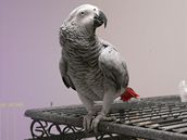 Papouek edý