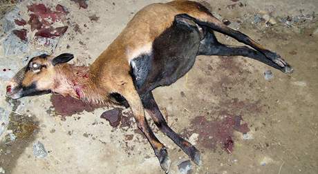 Celkem 13 ovcí a koz zabili dva zdivočelí psi, kteří se dostali kolem půlnoci na 26. února do dětské části pražské zoo