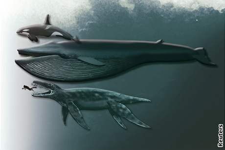 Pliosaurus, drav mosk jetr 