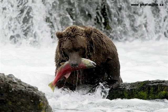 Národní park Katmai má největší hustotu medvědů na míli čtvereční na světě.