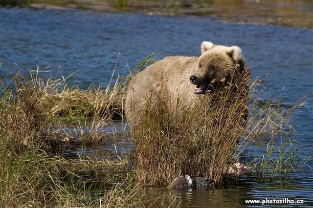 Národní park Katmai má největší hustotu medvědů na míli čtvereční na světě.