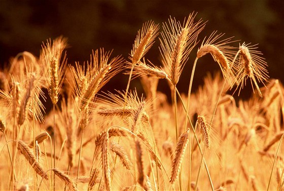 Knihovny DNA pšenice, které nyní olomoučtí vědci dokončili, jsou klíčové pro rozluštění celé DNA této rostliny. To v budoucnu umožní genetické modifikace například k vyšší odolnosti rostlin. (Ilustrační snímek)