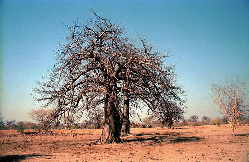 Mali, baobab