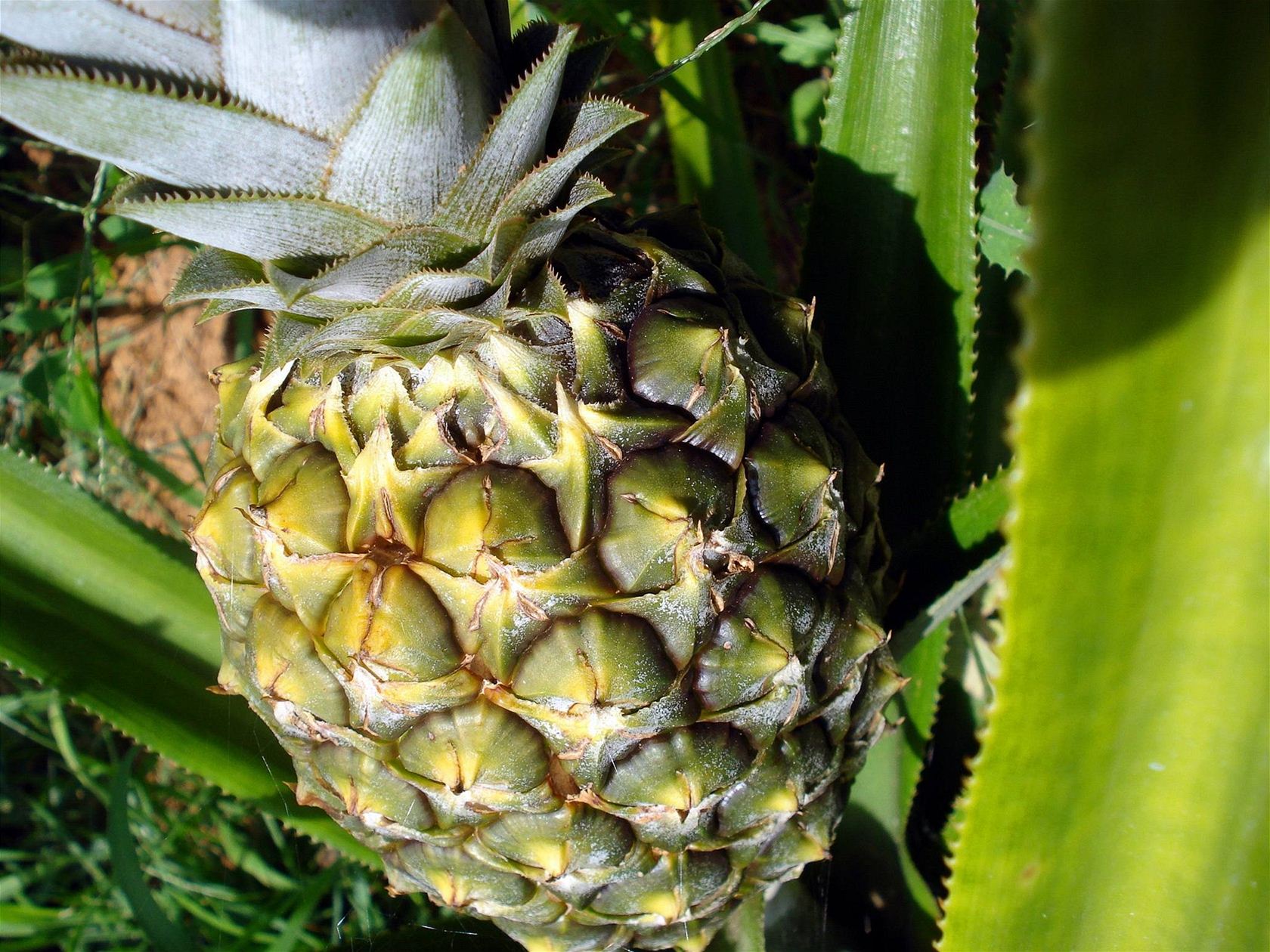 Ananas ozvlá�tní chu� tohoto zimního mou�níku. (Ilustra�ní snímek)