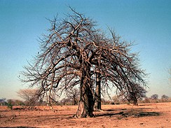 Mali, baobab