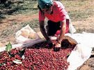 (ilustraní snímek) - V Salvadoru mete navtívit kávovníkovou plantá. Na...