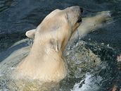 Lední medvíata v brnnské zoo