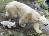 Lední medvíata v brnnské zoo
